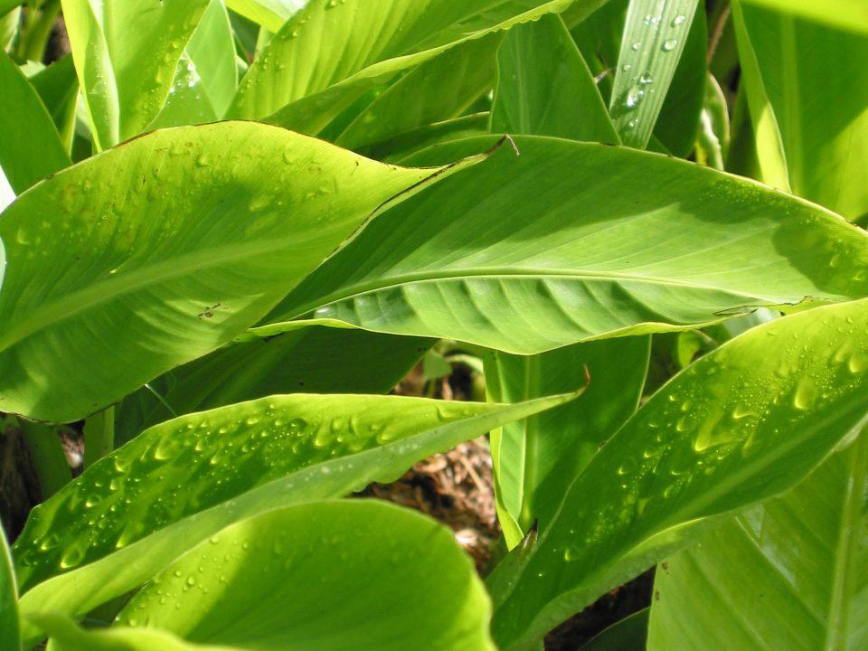 Abaca plant